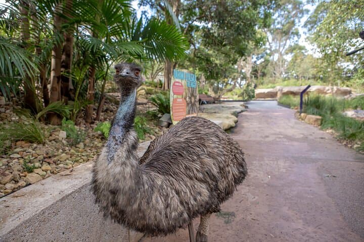 Taronga Zoo Wild Australia Experience — Behind-the-Scenes Wildlife Tour in Sydney