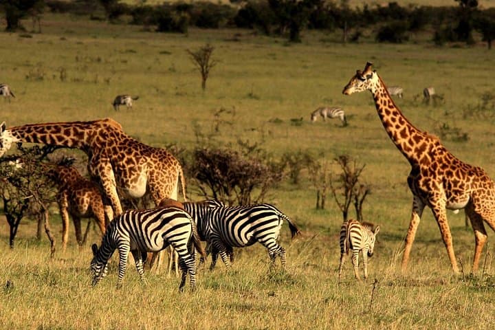 4-Day Private Maasai Mara and Lake Nakuru Camping Safari from Nairobi photo 1