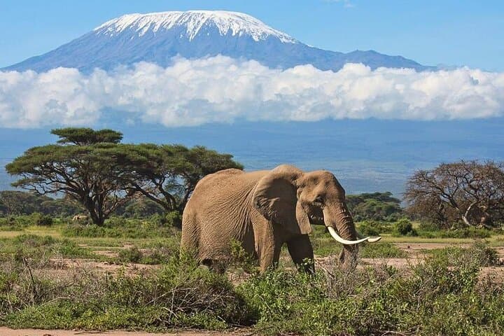 Amboseli Private Day Tour: See Elephants and Mount Kilimanjaro in One Day photo 1