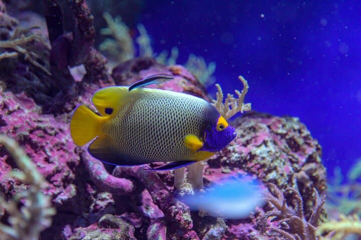 Hurghada Catamaran Conquest: 2-Hour Semi-Submarine & Snorkeling in the Red Sea photo 5