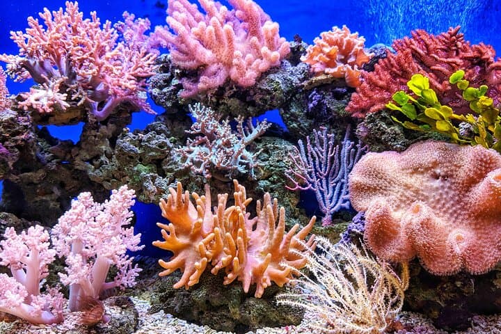 Hurghada Catamaran Conquest: 2-Hour Semi-Submarine & Snorkeling in the Red Sea photo 4