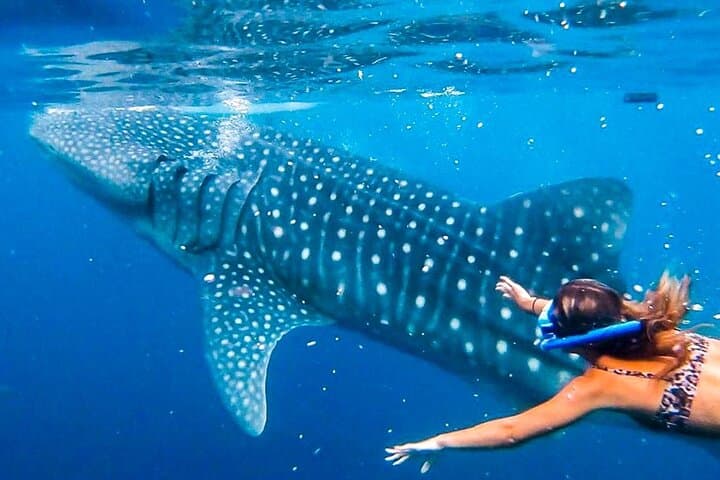 Full-Day Oslob Whale Shark Encounter, Moalboal Sardines & Monkey Sanctuary from Cebu photo 3