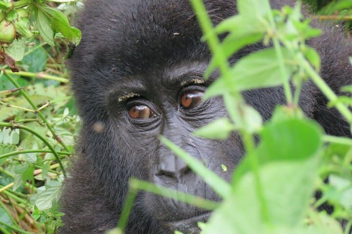 5-Day Bwindi Gorilla & Kibale Chimpanzee Trekking Safari in Uganda