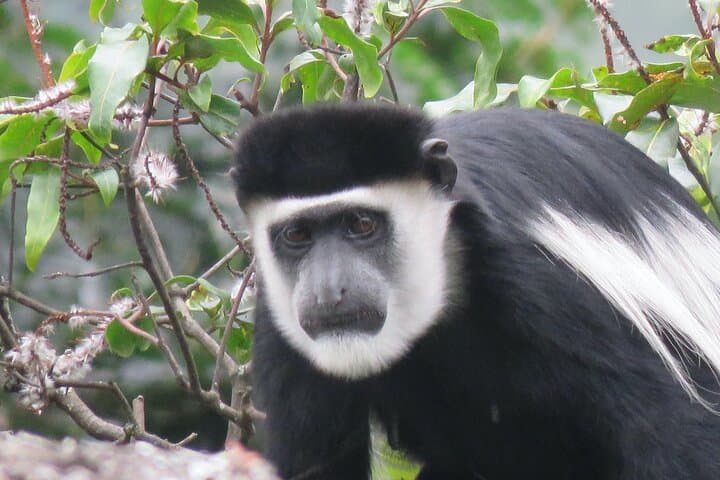 5-Day Bwindi Gorilla & Kibale Chimpanzee Trekking Safari in Uganda photo 2