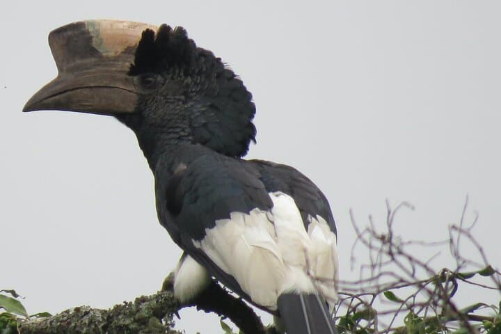 5-Day Bwindi Gorilla & Kibale Chimpanzee Trekking Safari in Uganda photo 5