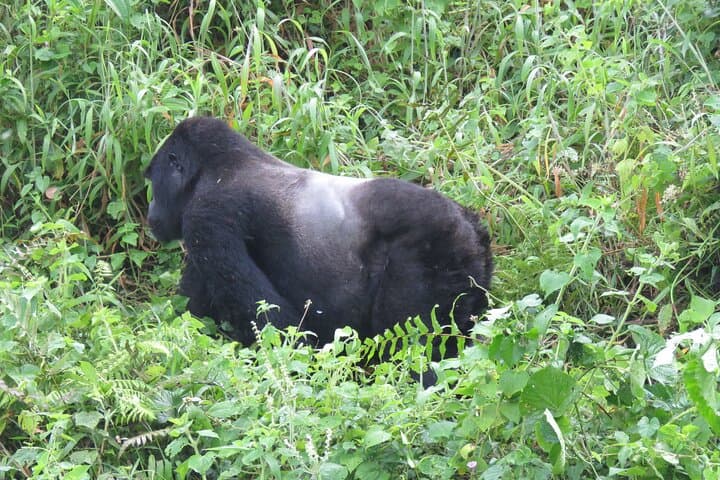 3-Day Private Gorilla Trekking Safari in Bwindi Impenetrable Forest, Uganda photo 3