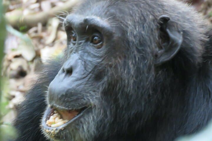 Kibale Chimpanzee Trekking Safari: 3-Day Primate Adventure from Kampala photo 2