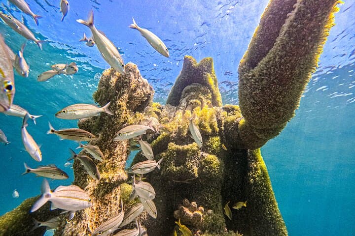 SunCay Underwater Sculpture Snorkel & Iguana Encounter — Day Trip from Nassau photo 2