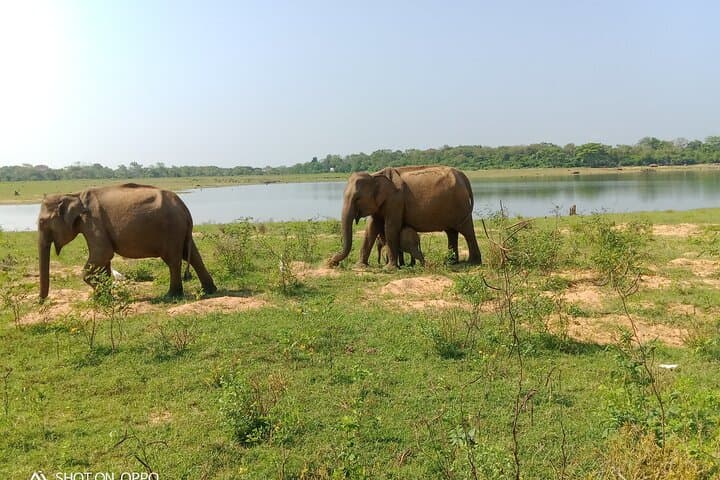 Private Udawalawe Safari: Elephant Encounters & Customizable Wildlife Tours photo 2