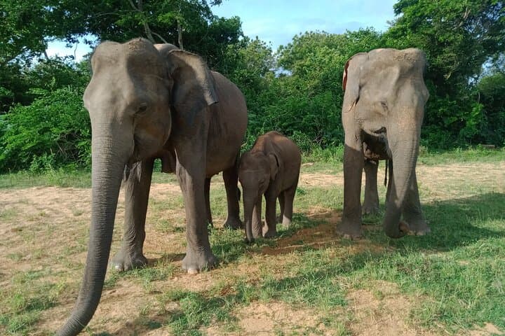 Private Udawalawe Safari: Elephant Encounters & Customizable Wildlife Tours photo 3