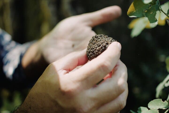 Private Truffle Hunting & Tasting in Tuscany — 5-Hour Hunt, Cooking Class and Wine photo 6