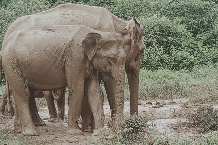Private Udawalawe Safari: Elephant Encounters & Customizable Wildlife Tours photo 5