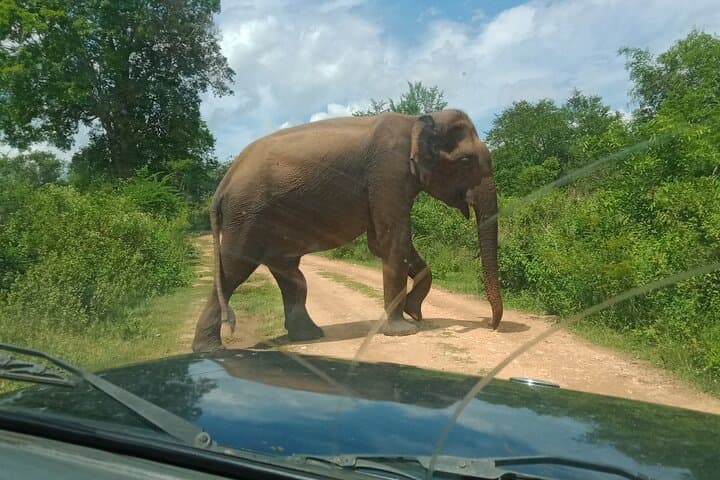 Private Udawalawe Safari: Elephant Encounters & Customizable Wildlife Tours photo 6