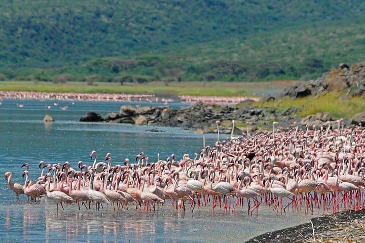 2-Day Hell's Gate, Lake Naivasha & Lake Nakuru Safari from Nairobi photo 2