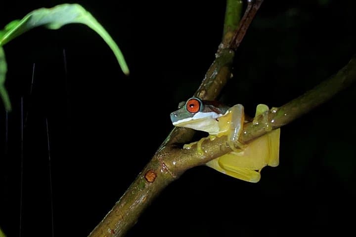 Monteverde Night Walks: After-Dark Wildlife Tour in Costa Rica's Cloud Forest photo 4