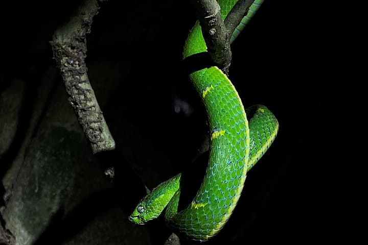 Monteverde Night Walks: After-Dark Wildlife Tour in Costa Rica's Cloud Forest