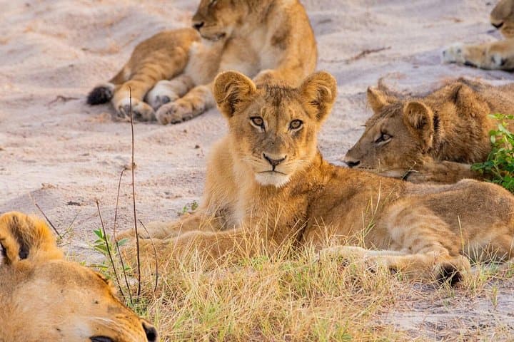 Full-Day Hwange Safari from Victoria Falls: Big Game, Birdlife & Picnic Lunch