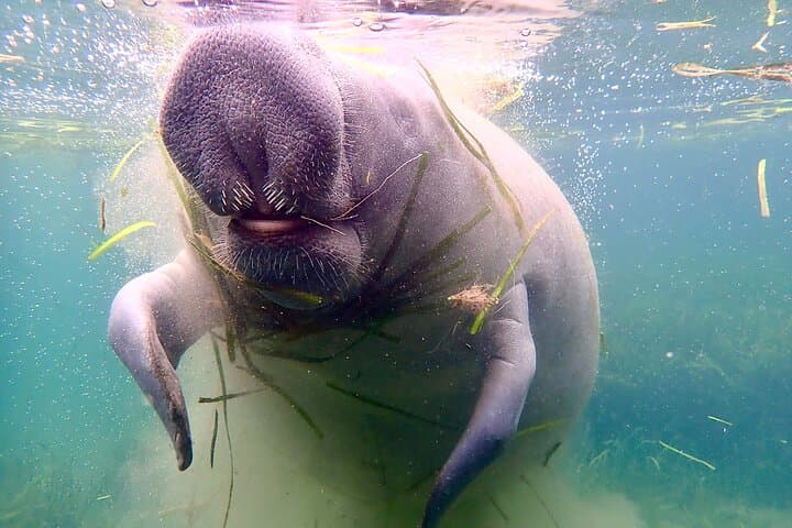 Crystal River Manatee Snorkel Tour — Swim with Florida's Sea Cows photo 3