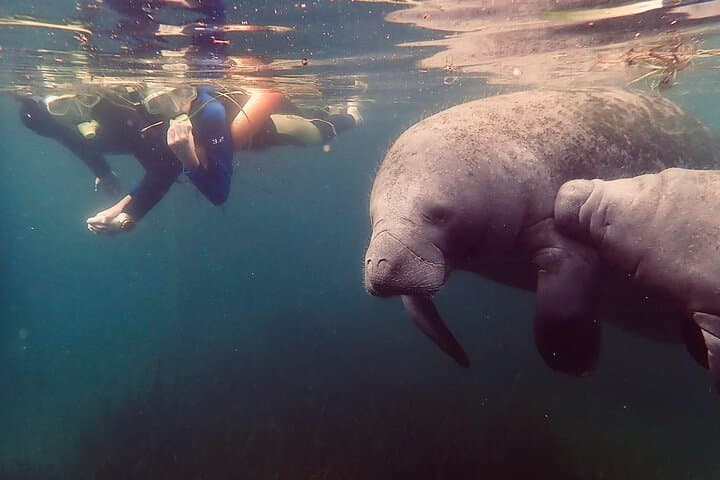 Crystal River Manatee Snorkel Tour — Swim with Florida's Sea Cows photo 4