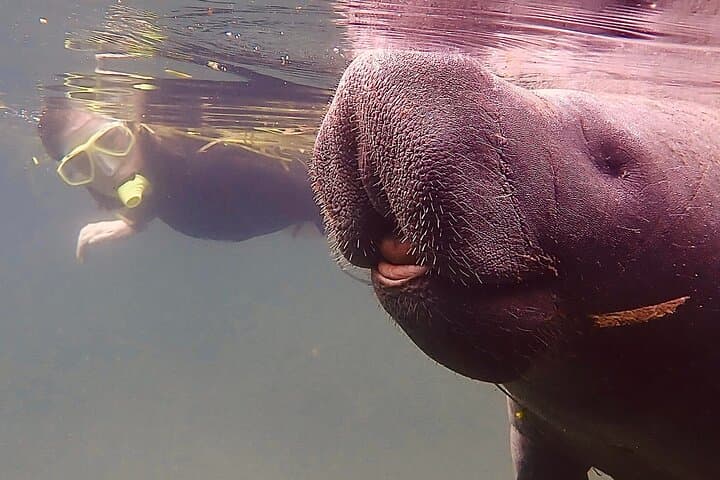 Swim with Manatees in Crystal River: A Guided Morning Snorkel Adventure photo 5