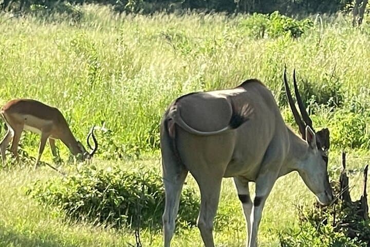 Evening Game Drive & Bush Dinner Near Victoria Falls — Night Rhinos and Safari Supper photo 3