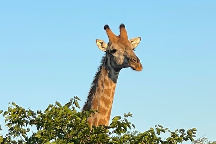 Evening Game Drive & Bush Dinner Near Victoria Falls — Night Rhinos and Safari Supper photo 4