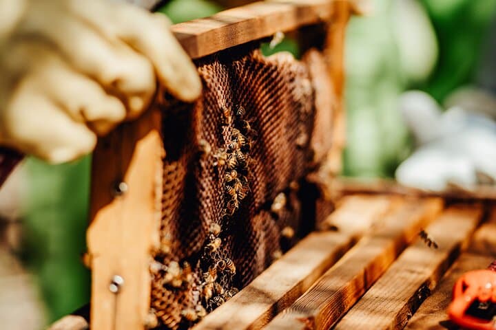 Aruba Bee Haven Private Apiary Tour: Hands-On Cunucu Beekeeping & Honey Tasting photo 5