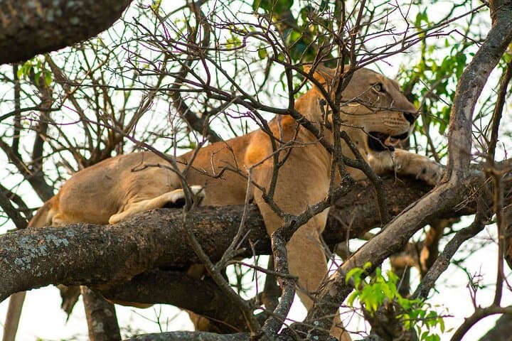 Big-7 Uganda Safari: 10-Day Private Gorilla, Chimpanzee & Wildlife Experience photo 6