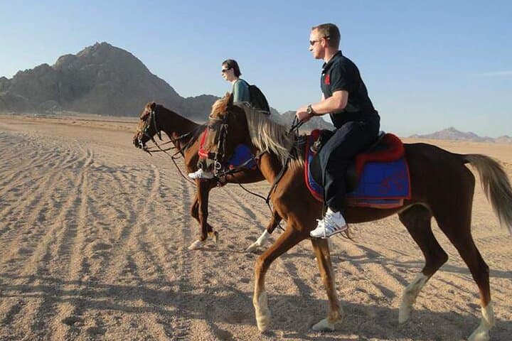 Sinai Desert Horseback Ride: 1-Hour Guided Experience from Sharm El Sheikh photo 3