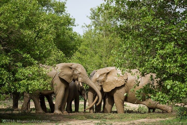 Close Encounters: 2-Day Mole National Park Wildlife Safari (Flights Included)