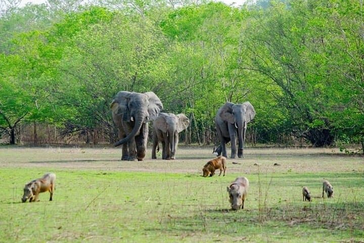 Close Encounters: 2-Day Mole National Park Wildlife Safari (Flights Included) photo 3