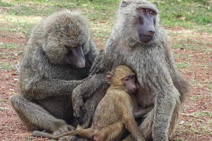 Close Encounters: 2-Day Mole National Park Wildlife Safari (Flights Included) photo 5