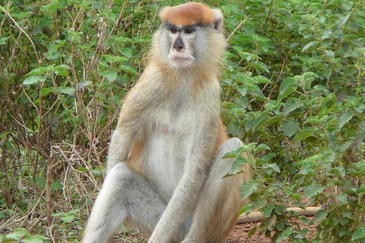 Close Encounters: 2-Day Mole National Park Wildlife Safari (Flights Included) photo 6