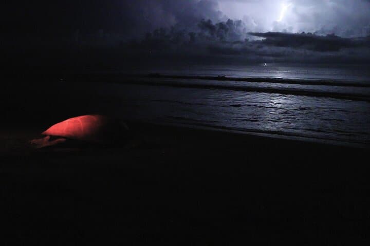 Night Turtle Nesting Tour in Tortuguero: What to Expect photo 3