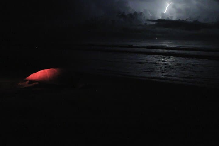 Night Turtle Nesting Tour in Tortuguero: What to Expect photo 4