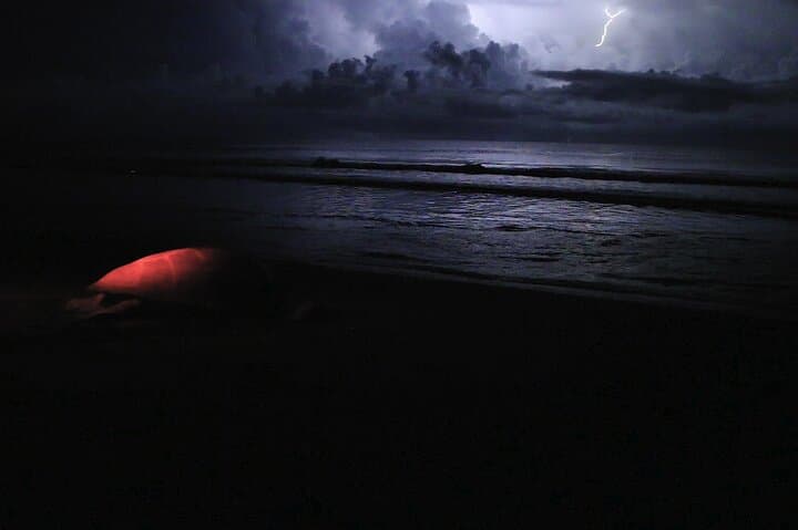 Night Turtle Nesting Tour in Tortuguero: What to Expect photo 5