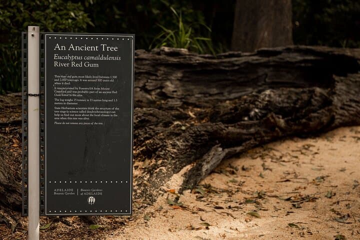 First Nations Guided Walk Through Adelaide Botanic Garden: Native Plants & Cultural Insights photo 3
