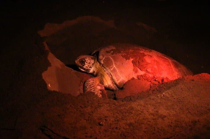Night Turtle Nesting Tour in Tortuguero: What to Expect