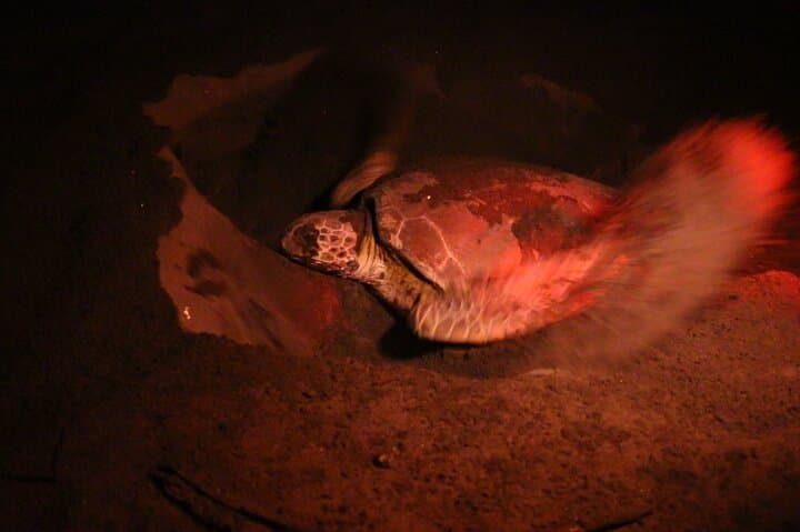 Night Turtle Nesting Tour in Tortuguero: What to Expect photo 2