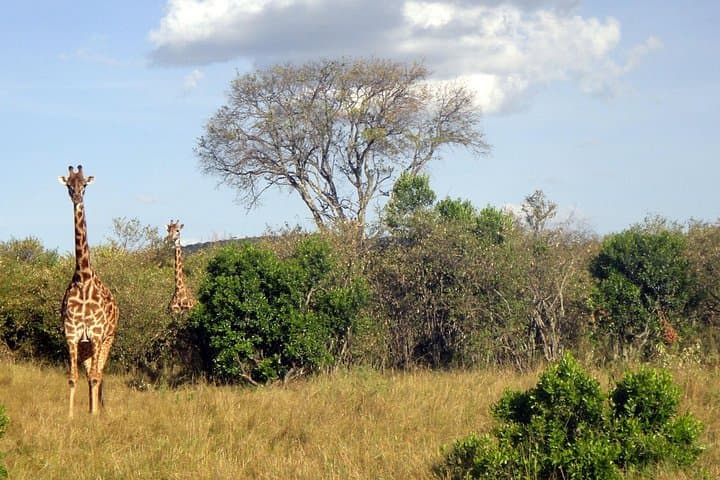 4-Day Private Maasai Mara and Lake Nakuru Camping Safari from Nairobi photo 2
