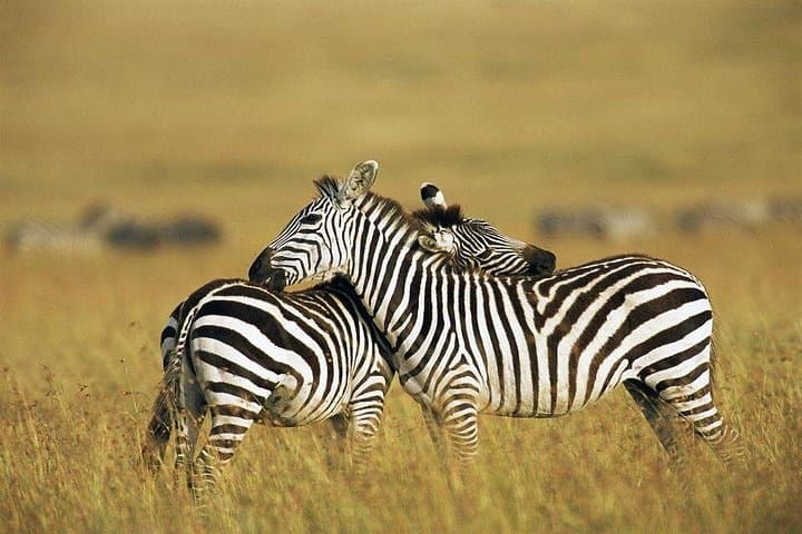 4-Day Private Maasai Mara and Lake Nakuru Camping Safari from Nairobi photo 3