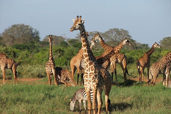 5-Day Kenya Safari: Tsavo East, Tsavo West & Amboseli Mid-Range Adventure photo 4