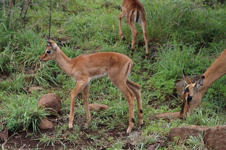 Full-Day Hluhluwe-iMfolozi Park Big 5 Safari Experience photo 3