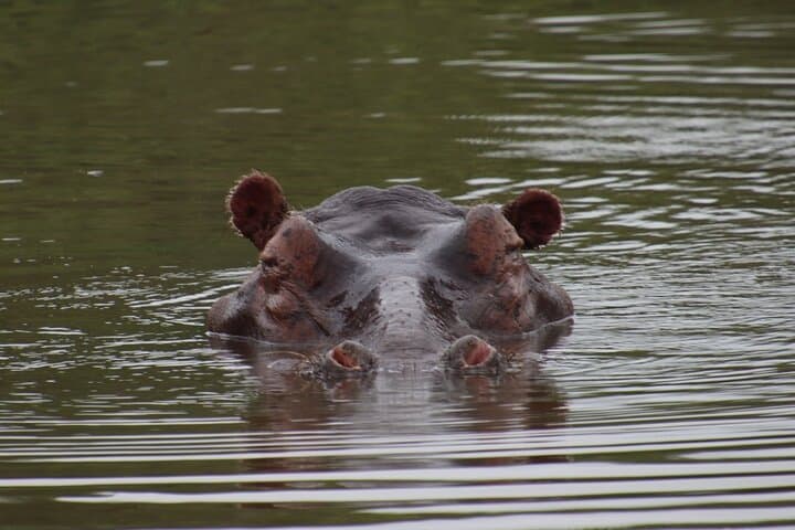 Full-Day Hluhluwe-iMfolozi Park Big 5 Safari Experience photo 4