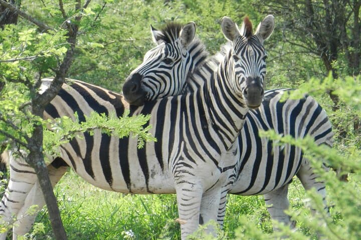 Full-Day Hluhluwe-iMfolozi Park Big 5 Safari Experience photo 5