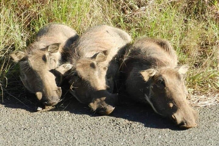 Full-Day Hluhluwe-iMfolozi Park Big 5 Safari Experience photo 6