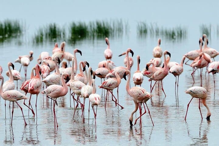 Lake Nakuru Day Safari from Nairobi — Flamingos, Rhinos & Rift Valley Views