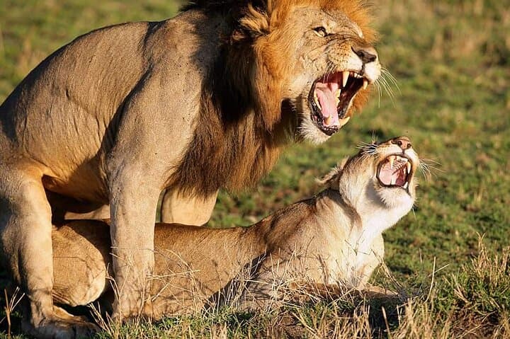 Lake Nakuru Day Safari from Nairobi — Flamingos, Rhinos & Rift Valley Views photo 2