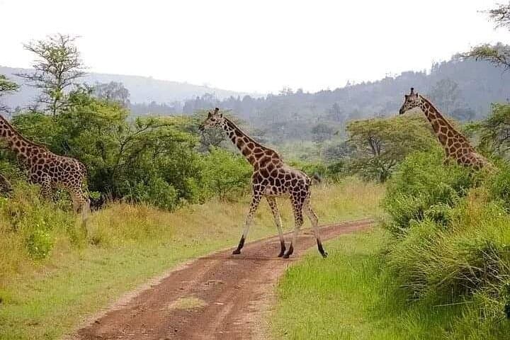 Lake Nakuru Day Safari from Nairobi — Flamingos, Rhinos & Rift Valley Views photo 3