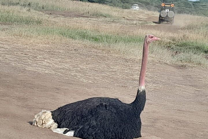 Lake Nakuru Day Safari from Nairobi — Flamingos, Rhinos & Rift Valley Views photo 5